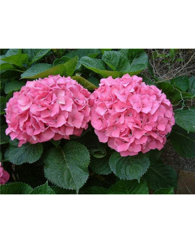 Гортензія широколиста Сілкі Пінк | Hydrangea macrophylla Silky Pink | Гортензия широколистная Силки Пинк