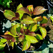 Гортензія широколиста Сілкі Пінк | Hydrangea macrophylla Silky Pink | Гортензия широколистная Силки Пинк