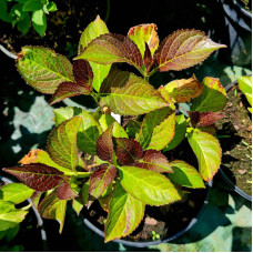 Гортензія широколиста Сілкі Пінк | Hydrangea macrophylla Silky Pink | Гортензия широколистная Силки Пинк