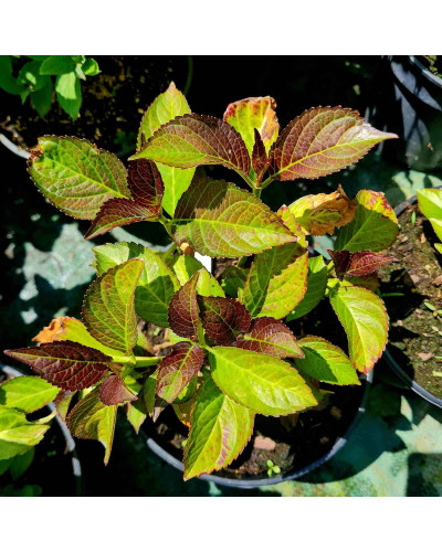 Гортензія широколиста Сілкі Пінк | Hydrangea macrophylla Silky Pink | Гортензия широколистная Силки Пинк