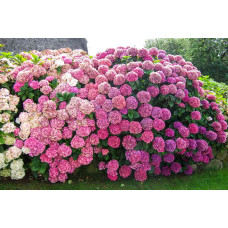 Гортензія широколиста Сілкі Пінк | Hydrangea macrophylla Silky Pink | Гортензия широколистная Силки Пинк