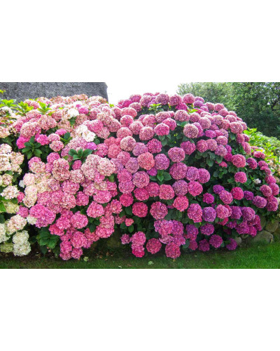 Гортензія широколиста Сілкі Пінк | Hydrangea macrophylla Silky Pink | Гортензия широколистная Силки Пинк