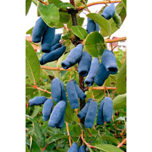 Жимолость камчатська | Lonicera kamtschatica | Жимолость камчатская