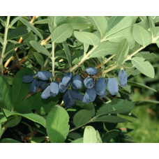 Жимолость камчатська | Lonicera kamtschatica | Жимолость камчатская