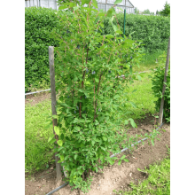 Жимолость камчатська | Lonicera kamtschatica | Жимолость камчатская
