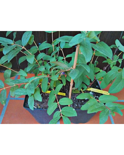 Жимолость камчатська | Lonicera kamtschatica | Жимолость камчатская