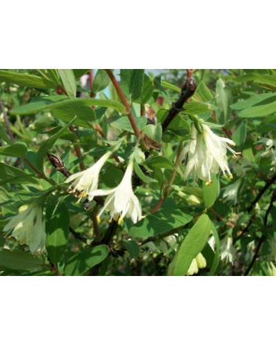 Жимолость камчатська | Lonicera kamtschatica | Жимолость камчатская