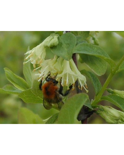 Жимолость камчатська | Lonicera kamtschatica | Жимолость камчатская