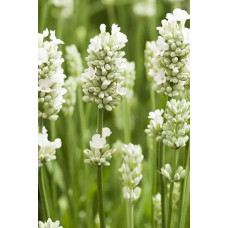 Лаванда вузьколиста Альба | Lavandula angustifolia Alba | Лаванда узколистная Альба