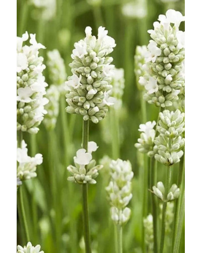 Лаванда вузьколиста Альба | Lavandula angustifolia Alba | Лаванда узколистная Альба