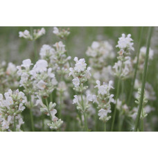 Лаванда вузьколиста Альба | Lavandula angustifolia Alba | Лаванда узколистная Альба