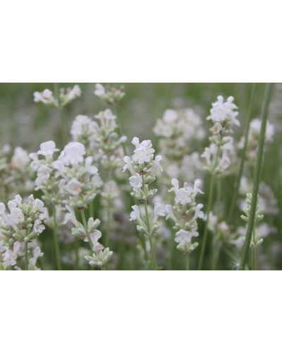 Лаванда вузьколиста Альба | Lavandula angustifolia Alba | Лаванда узколистная Альба