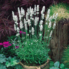 Лаванда вузьколиста Альба | Lavandula angustifolia Alba | Лаванда узколистная Альба
