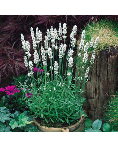 Лаванда вузьколиста Альба | Lavandula angustifolia Alba | Лаванда узколистная Альба