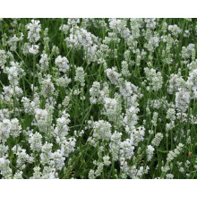 Лаванда вузьколиста Альба | Lavandula angustifolia Alba | Лаванда узколистная Альба