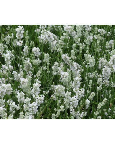 Лаванда вузьколиста Альба | Lavandula angustifolia Alba | Лаванда узколистная Альба