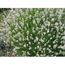 Лаванда вузьколиста Альба | Lavandula angustifolia Alba | Лаванда узколистная Альба