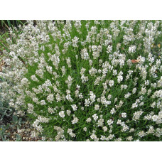 Лаванда вузьколиста Альба | Lavandula angustifolia Alba | Лаванда узколистная Альба