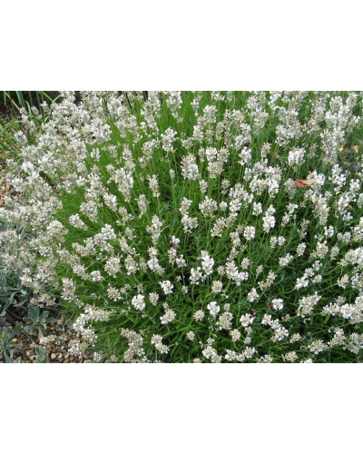 Лаванда вузьколиста Альба | Lavandula angustifolia Alba | Лаванда узколистная Альба