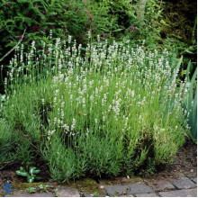 Лаванда вузьколиста Альба | Lavandula angustifolia Alba | Лаванда узколистная Альба