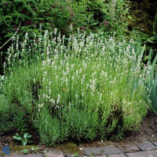 Лаванда вузьколиста Альба | Lavandula angustifolia Alba | Лаванда узколистная Альба