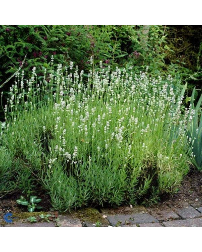 Лаванда вузьколиста Альба | Lavandula angustifolia Alba | Лаванда узколистная Альба
