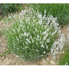 Лаванда вузьколиста Альба | Lavandula angustifolia Alba | Лаванда узколистная Альба