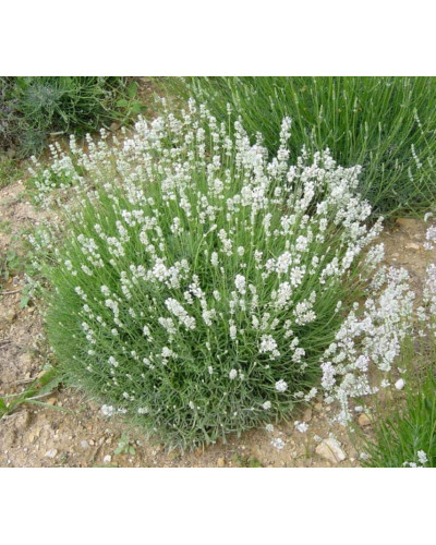 Лаванда вузьколиста Альба | Lavandula angustifolia Alba | Лаванда узколистная Альба