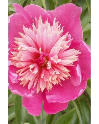 Півонія трав’яниста | Пион травянистый | Paeonia