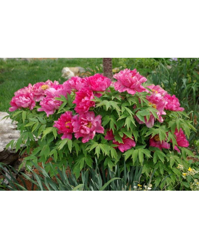 Півонія трав’яниста | Пион травянистый | Paeonia