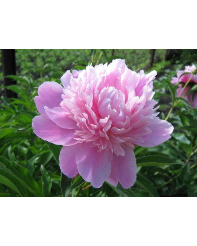 Півонія трав’яниста | Пион травянистый | Paeonia
