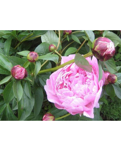 Півонія трав’яниста | Пион травянистый | Paeonia