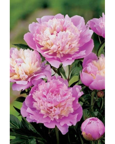 Півонія трав’яниста | Пион травянистый | Paeonia