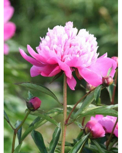 Півонія трав’яниста | Пион травянистый | Paeonia