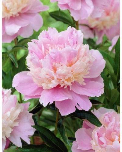 Півонія трав’яниста | Пион травянистый | Paeonia