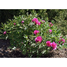 Півонія трав’яниста | Пион травянистый | Paeonia