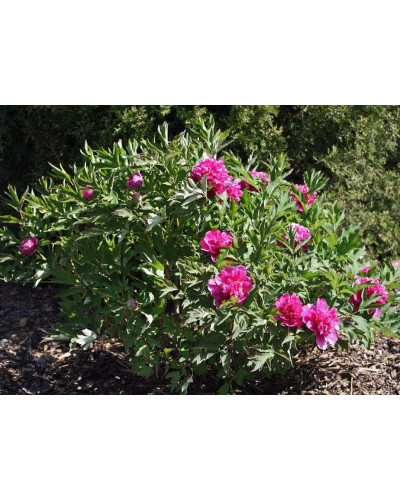 Півонія трав’яниста | Пион травянистый | Paeonia