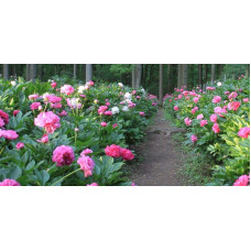 Півонія трав’яниста | Пион травянистый | Paeonia