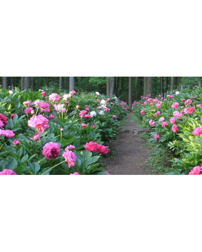 Півонія трав’яниста | Пион травянистый | Paeonia
