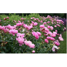 Півонія трав’яниста | Пион травянистый | Paeonia