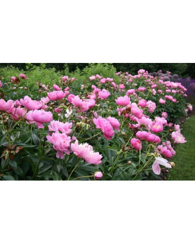 Півонія трав’яниста | Пион травянистый | Paeonia