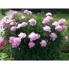 Півонія трав’яниста | Пион травянистый | Paeonia