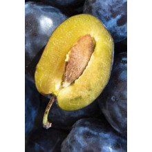 Слива домашня Угорка (пізня) | Слива домашняя Угорка (поздняя) | Prunus domestica Hungarian