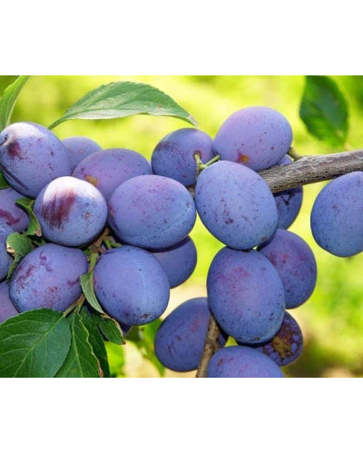 Слива домашня Угорка (пізня) | Слива домашняя Угорка (поздняя) | Prunus domestica Hungarian