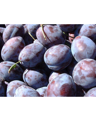 Слива домашня Угорка (пізня) | Слива домашняя Угорка (поздняя) | Prunus domestica Hungarian