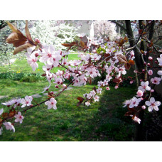Слива домашня Угорка (пізня) | Слива домашняя Угорка (поздняя) | Prunus domestica Hungarian
