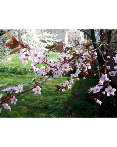 Слива домашня Угорка (пізня) | Слива домашняя Угорка (поздняя) | Prunus domestica Hungarian