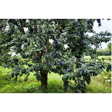 Слива домашня Угорка (пізня) | Слива домашняя Угорка (поздняя) | Prunus domestica Hungarian