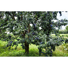 Слива домашня Угорка (пізня) | Слива домашняя Угорка (поздняя) | Prunus domestica Hungarian