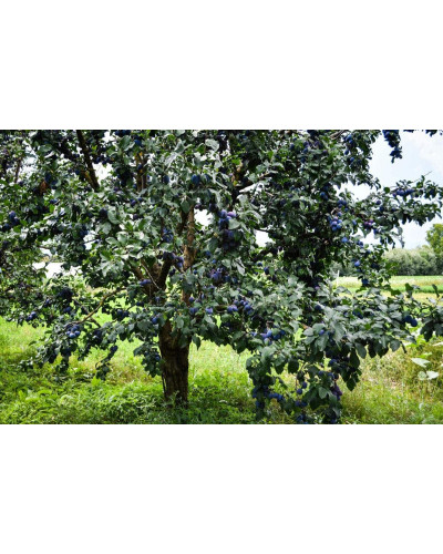 Слива домашня Угорка (пізня) | Слива домашняя Угорка (поздняя) | Prunus domestica Hungarian